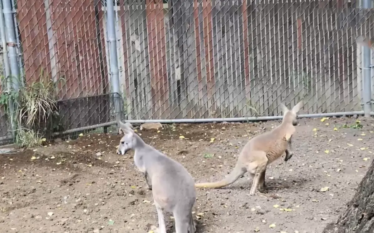 ¡Directo de Australia! Conoce a los dos canguros que llegaron al Zoológico Tamatán